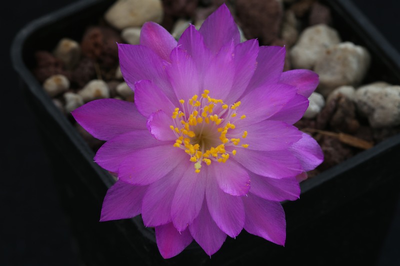 Mammillaria saboae v. haudeana 