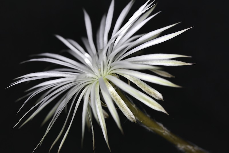 Setiechinopsis mirabilis 