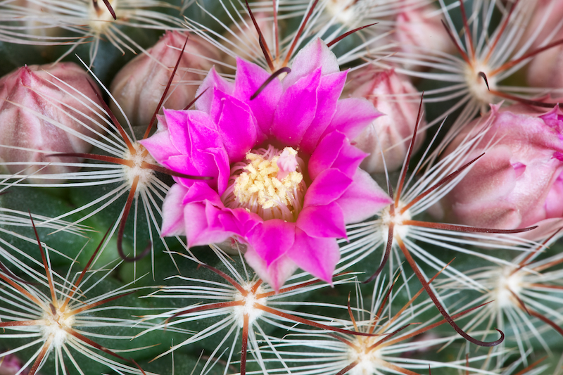 Mammillaria longiflora ssp. stampferi 