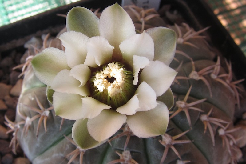 Gymnocalycium stellatum v. paucispinum 