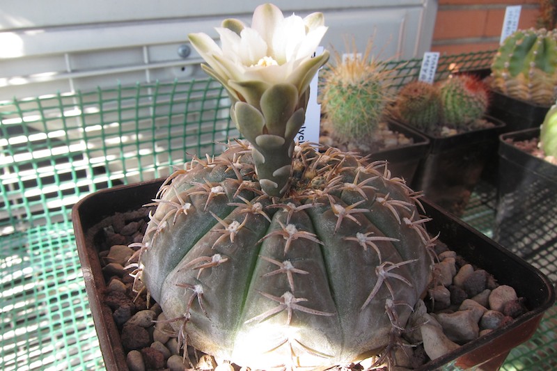 Gymnocalycium stellatum v. paucispinum 