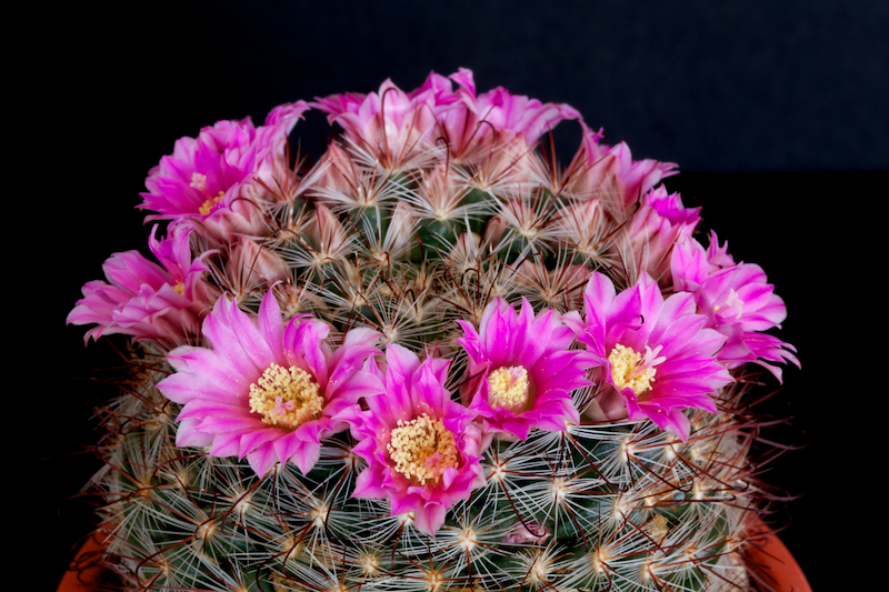 Mammillaria longiflora ssp. stampferi 