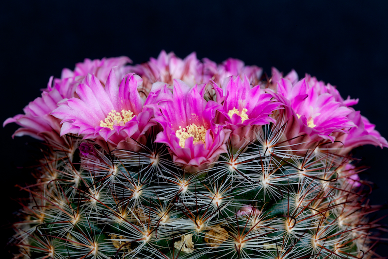 Mammillaria longiflora ssp. stampferi 