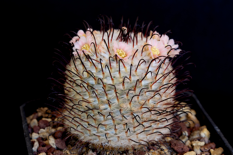 Mammillaria perezdelarosae 