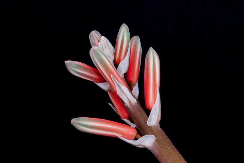 Aloe variegata 