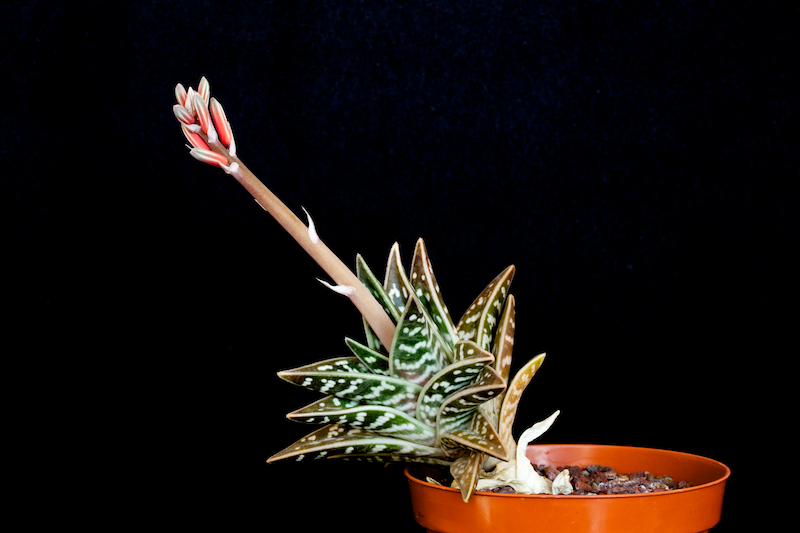 Aloe variegata 