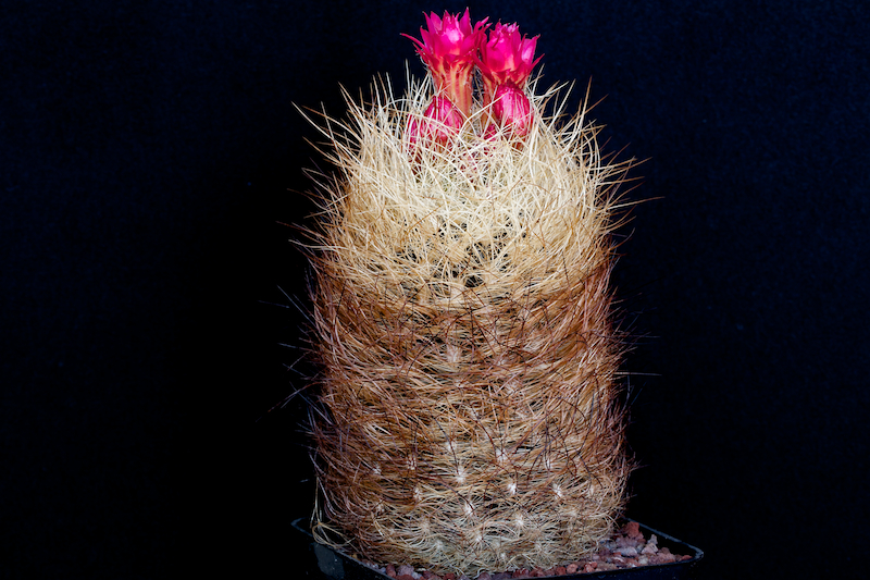 Neoporteria senilis 