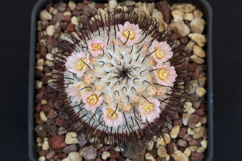 Mammillaria perezdelarosae 