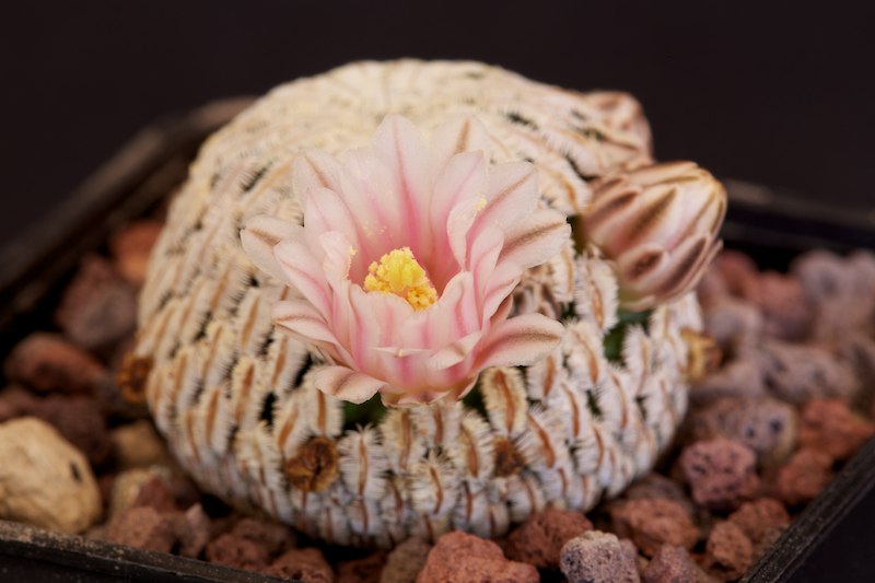 Mammillaria pectinifera 