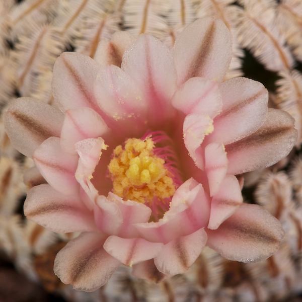 Mammillaria pectinifera 