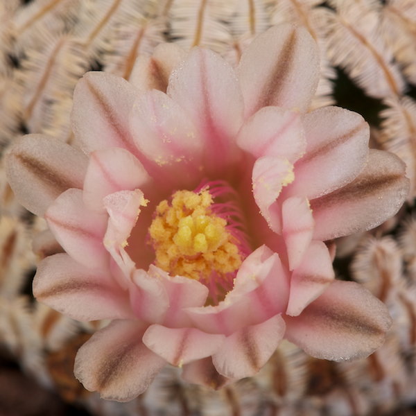 Mammillaria pectinifera 