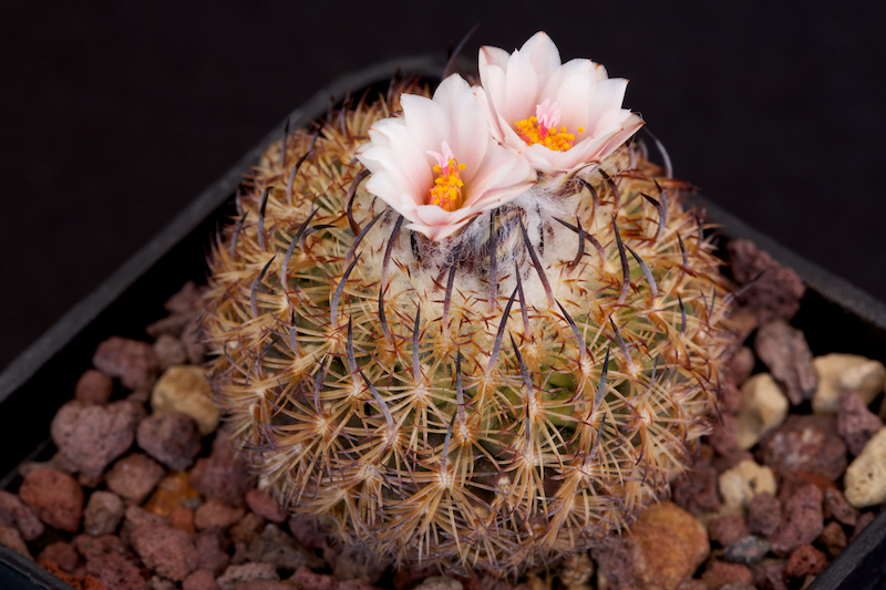 Turbinicarpus ysabelae 