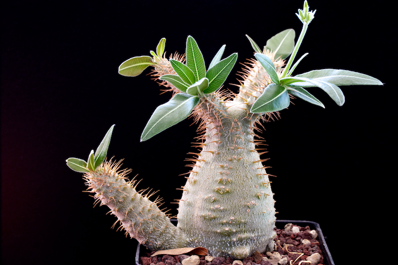 Pachypodium rosulatum v. gracilius 