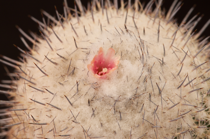 Epithelantha micromeris ssp. unguispina 