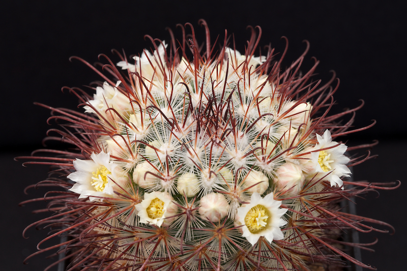 Mammillaria cowperae 