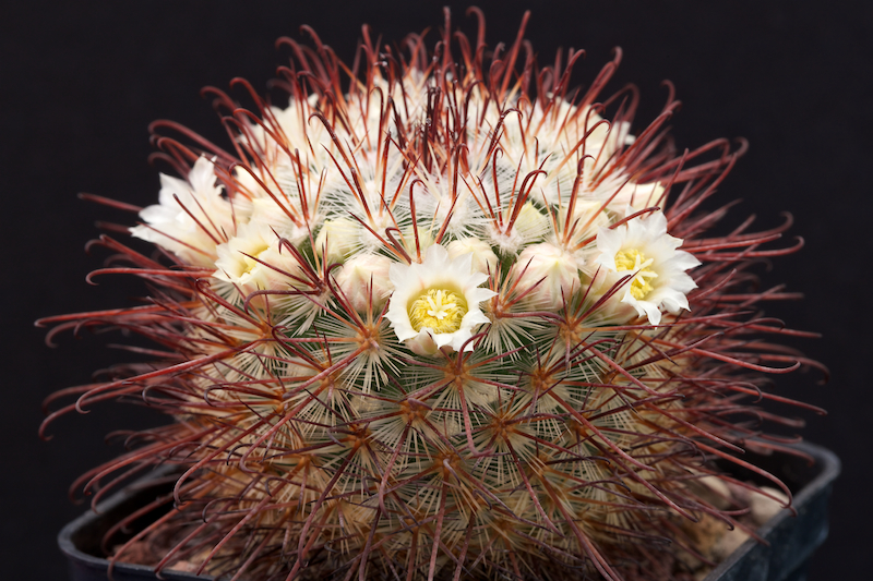 Mammillaria cowperae 