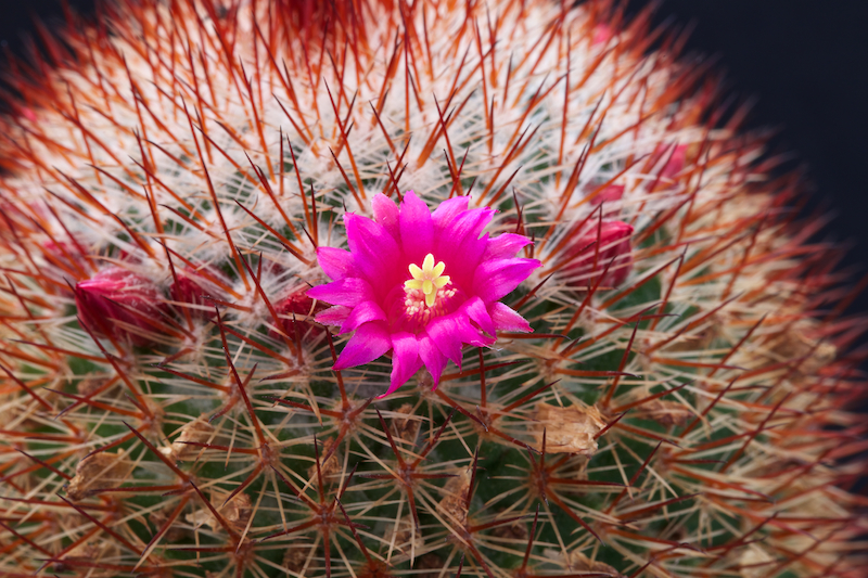 Mammillaria meyranii 