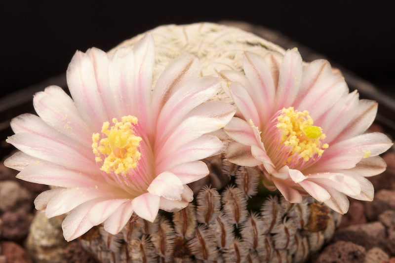 Mammillaria pectinifera 