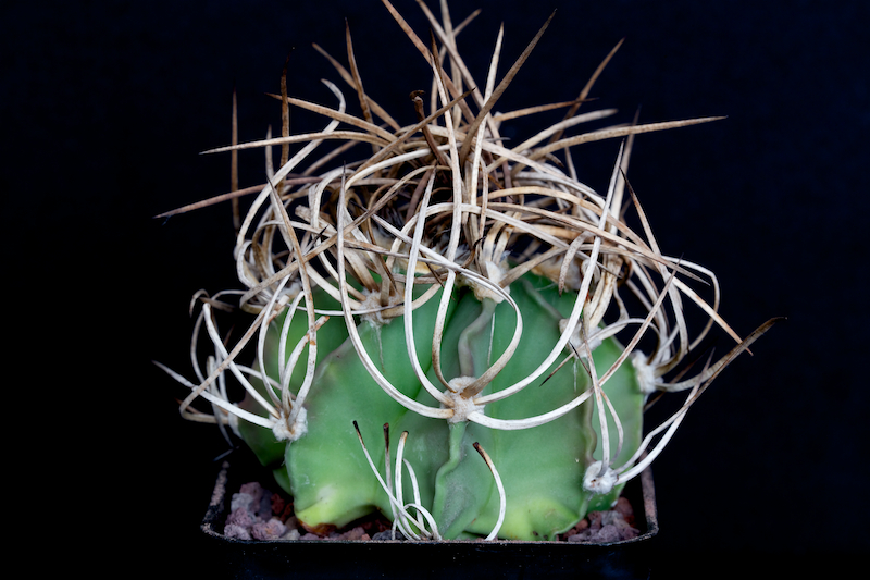 Astrophytum capricorne v. crassispinum 