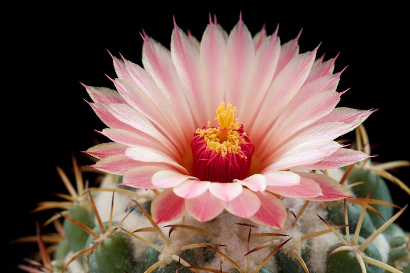 Coryphantha elephantidens 