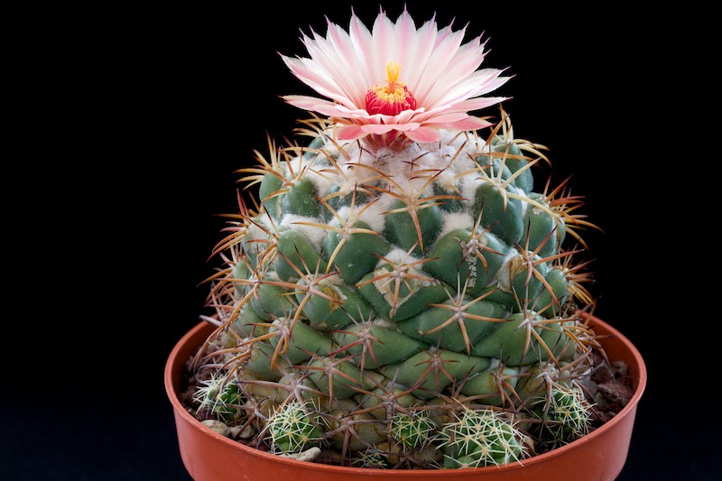 Coryphantha elephantidens 