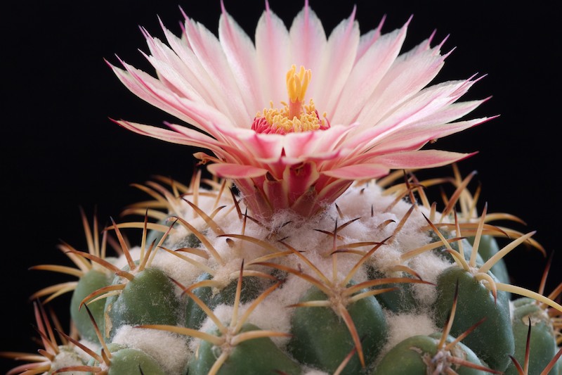 Coryphantha elephantidens 