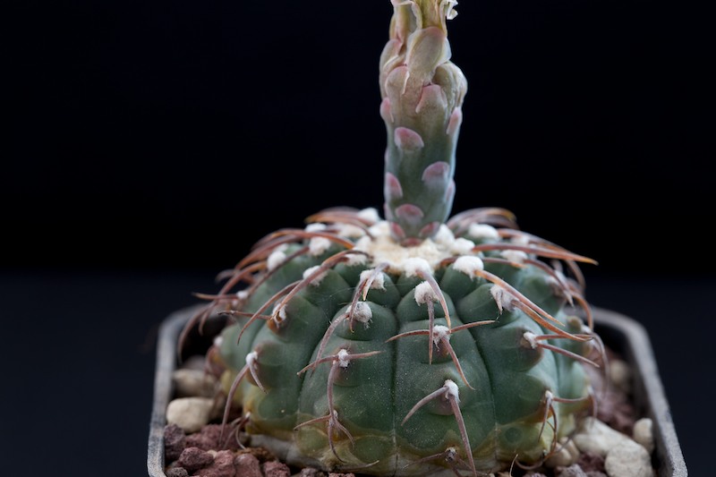 Gymnocalycium vatteri 