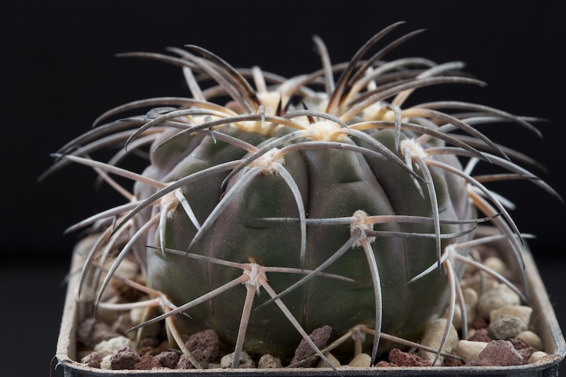 Gymnocalycium spegazzinii 