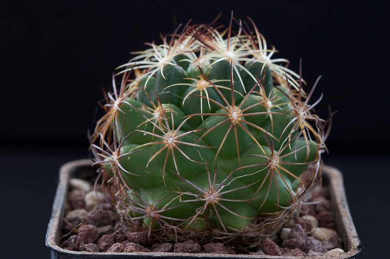 Coryphantha cornifera SB 123