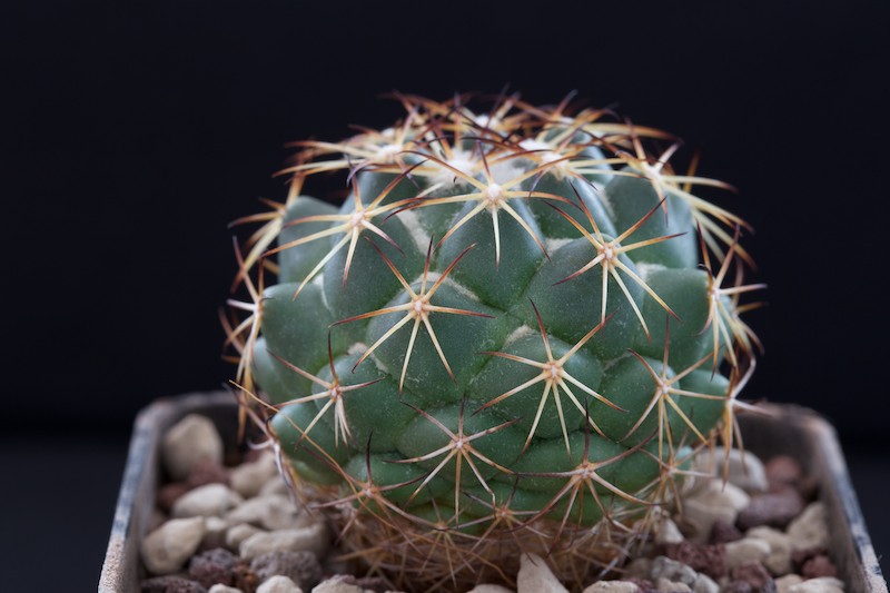 coryphantha delaetiana v. indensis