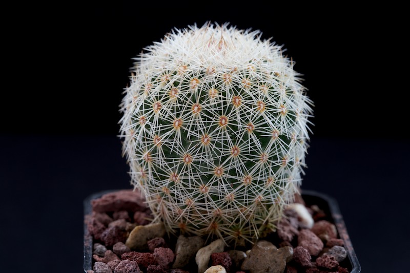 Coryphantha werdermannii SB 575