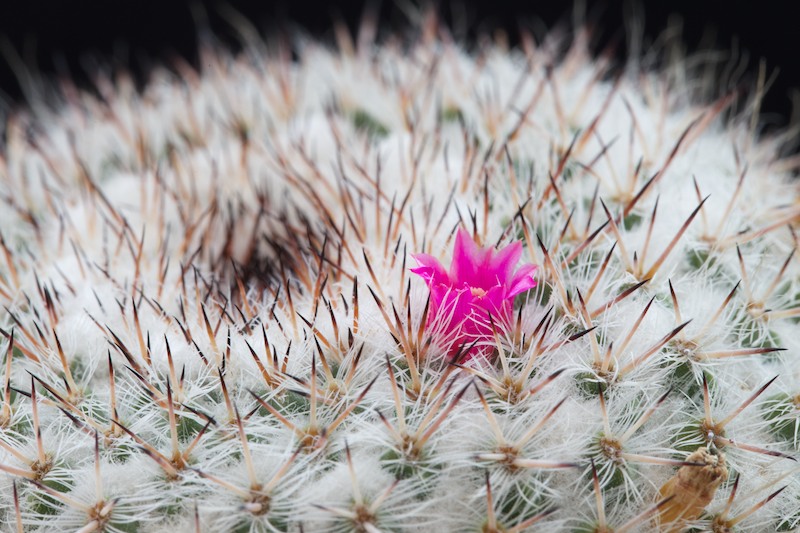 Mammillaria geminispina 