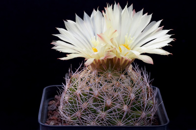 Coryphantha retusa 