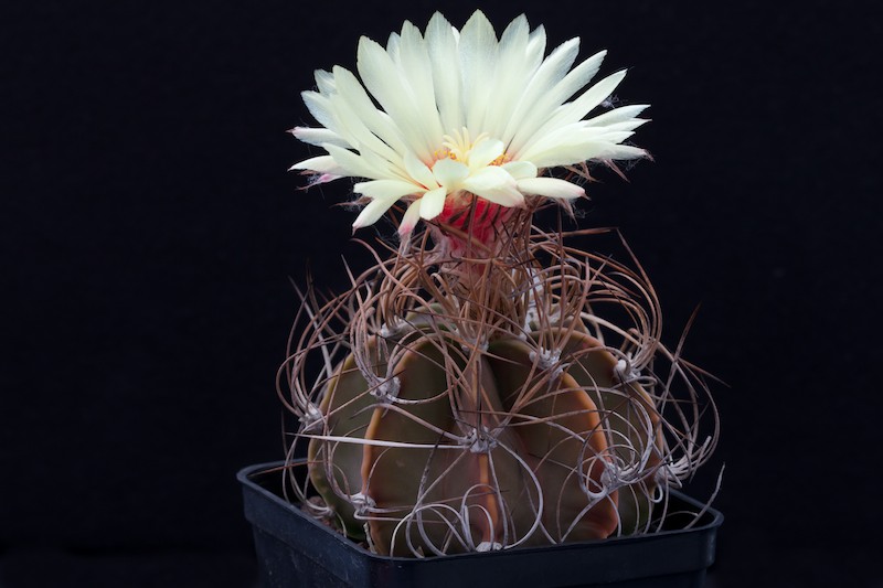 Astrophytum capricorne v. senile 