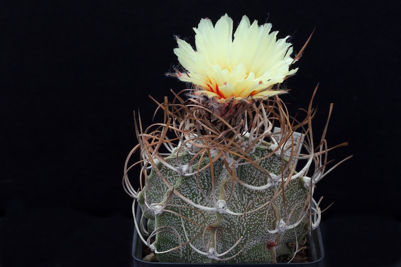 Astrophytum capricorne v. crassispinum 