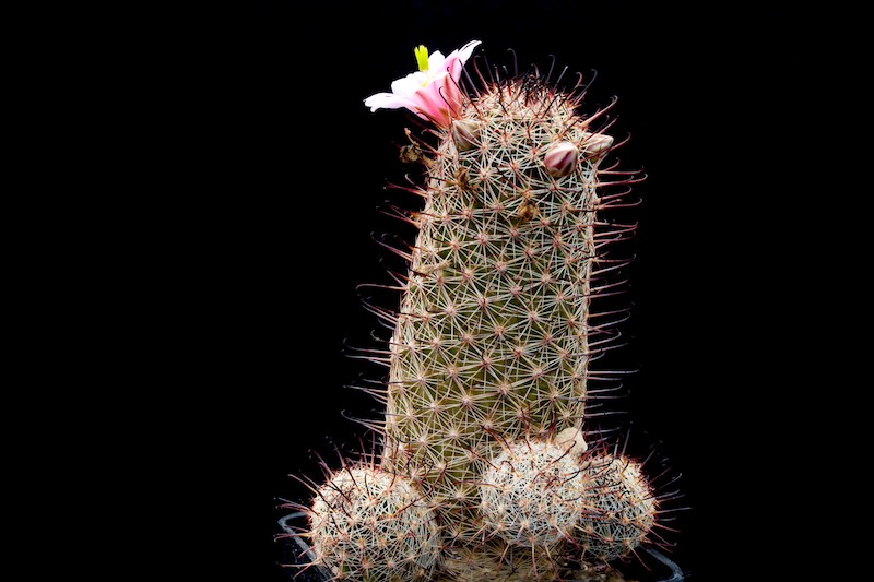 Mammillaria microcarpa SB 147