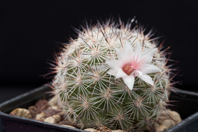 Mammillaria albicans f. slevinii SB 1251