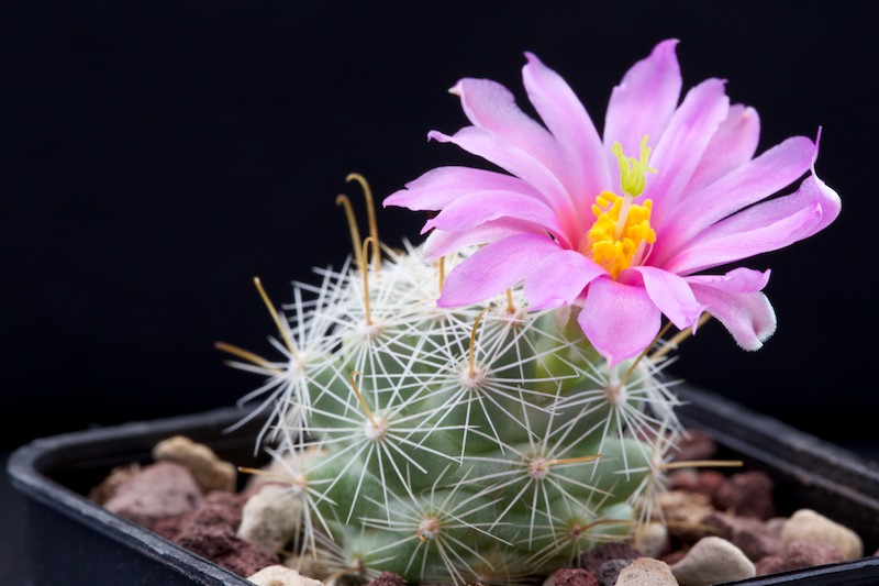 Mammillaria boolii 