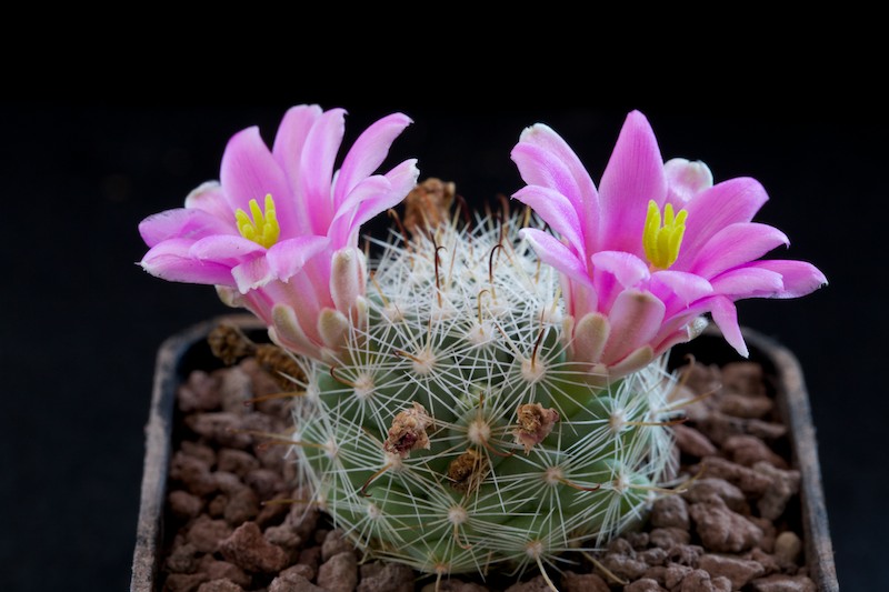 Mammillaria insularis 