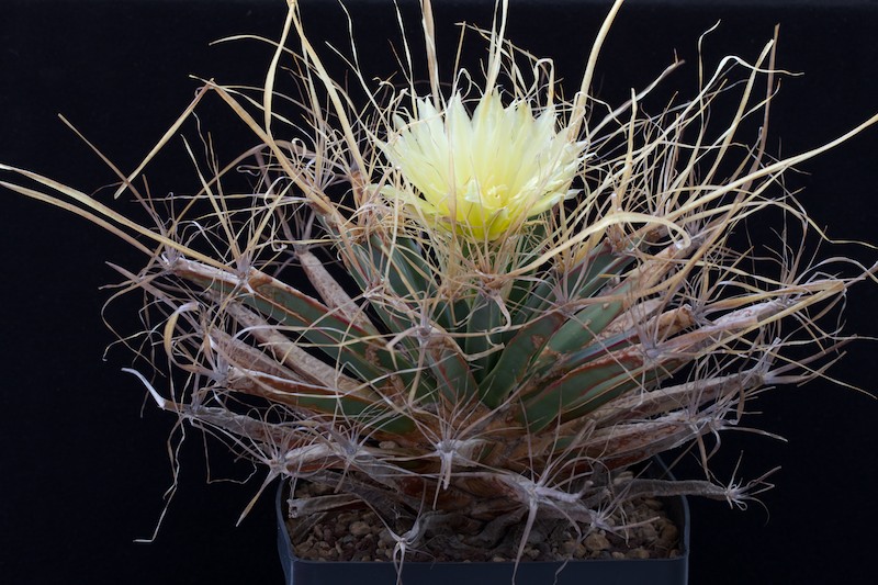 Leuchtenbergia principis 