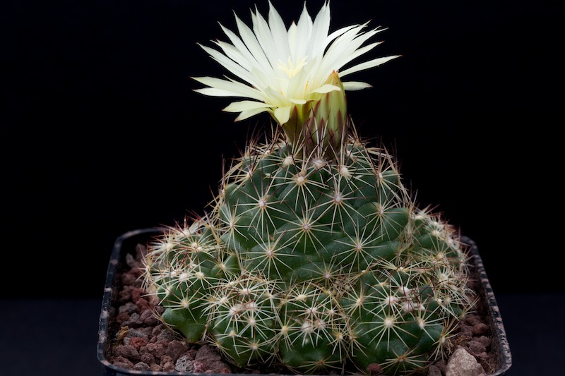 Coryphantha neglecta 