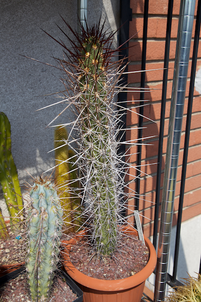 Trichocereus fulvilanus 