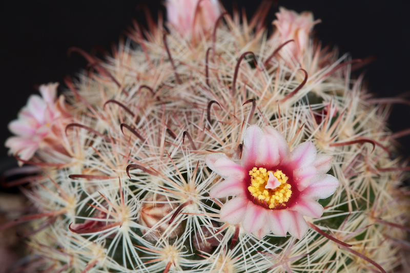 Mammillaria jaliscana 