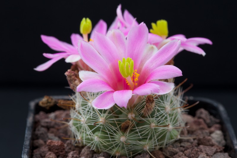 Mammillaria insularis 