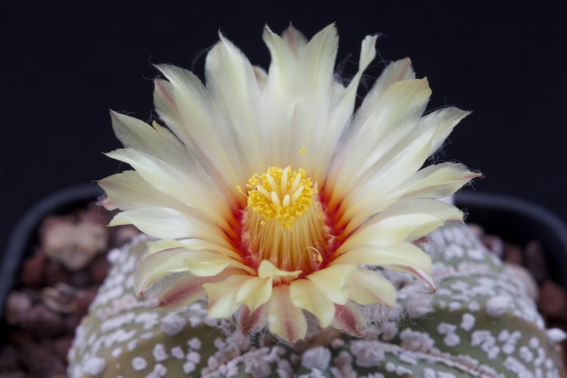 Astrophytum asterias cv. super kabuto 