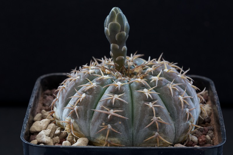 Gymnocalycium stellatum v. paucispinum 