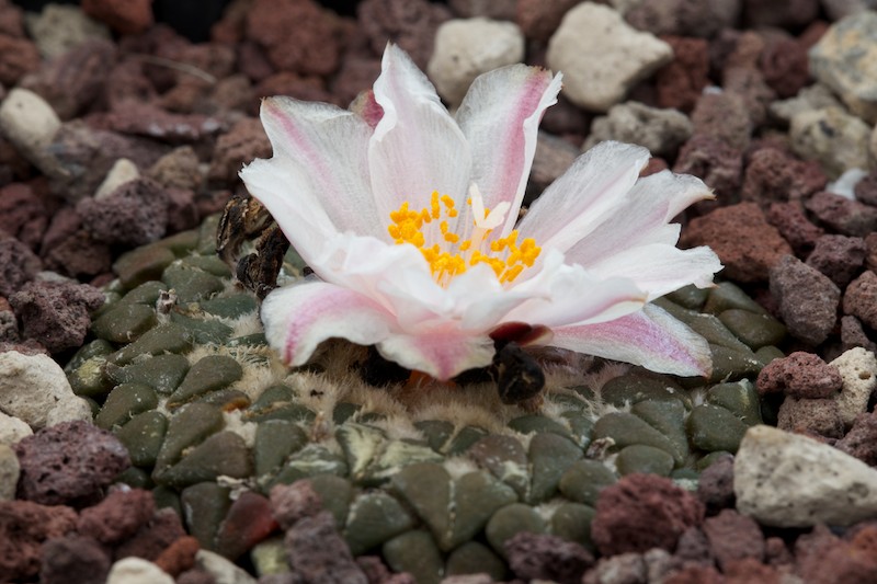 Ariocarpus kotschoubeyanus v. albiflorus 