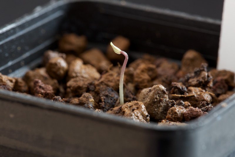 Dioscorea sylvatica 