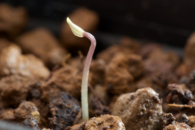 Dioscorea sylvatica 