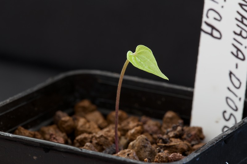 Dioscorea sylvatica 